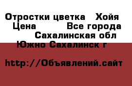 Отростки цветка  “Хойя“ › Цена ­ 300 - Все города  »    . Сахалинская обл.,Южно-Сахалинск г.